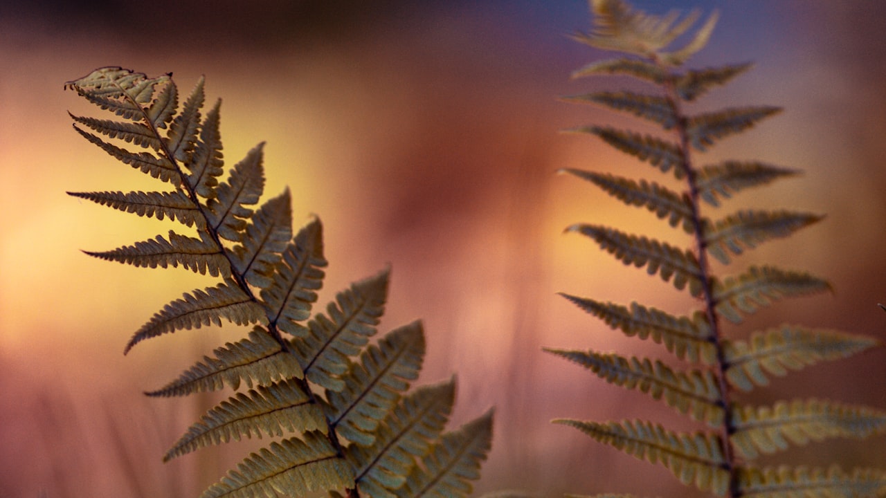 BD Competitors in Wicklow postponed until subsequent 12 months